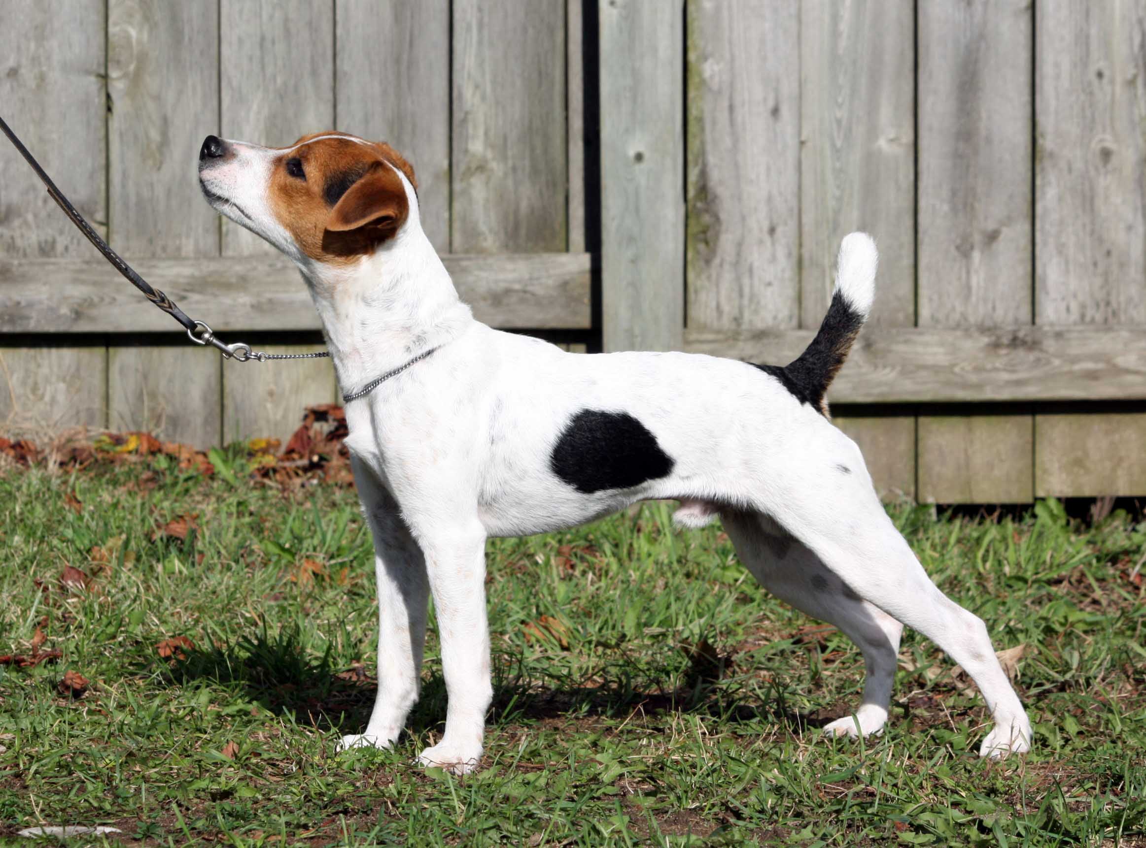 Tall jack russell store terrier